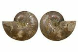 Cut & Polished, Agatized Ammonite Fossil - Deep Crystal Pockets #323403-1